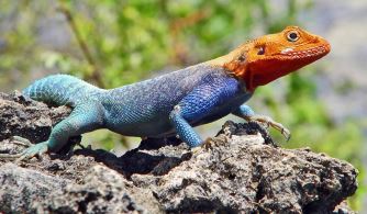 lizard-red-blue-195p.jpg